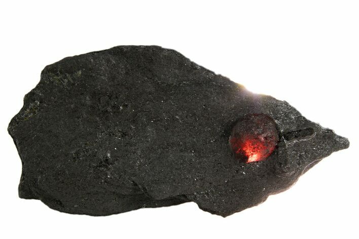 Red Embers Garnet in Graphite - Massachusetts #313426
